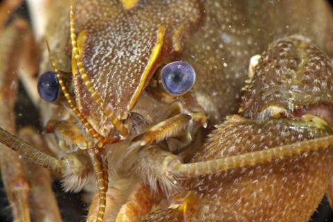 Atlantic white-clawed crayfish