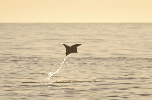Mobula Ray