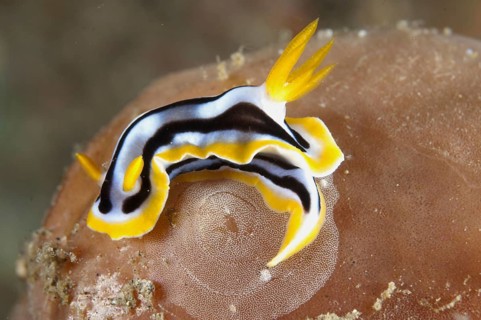 Magnificent star snail