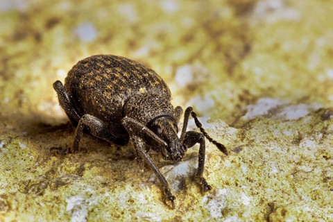 Black Vine Weevil