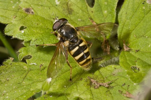 Large Peat Hoverfly
