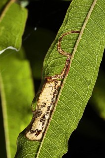 Leafminer moth