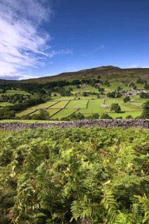 Bracken