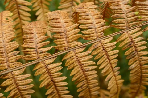 Male Fern