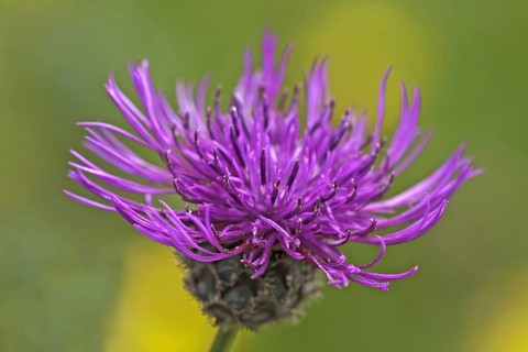 Greater greater knapweed