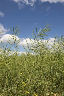Oilseed Rape