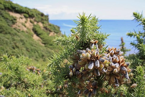 Common Gorse