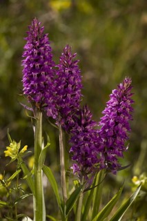 Southern Marsh Orchid