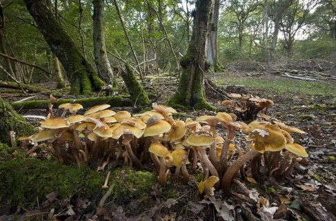 Honey Fungus