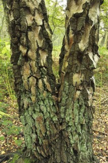 Silver Birch