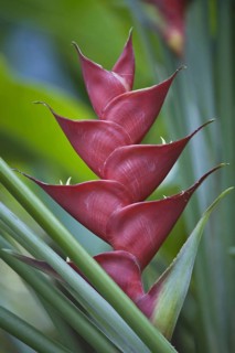 Heliconia
