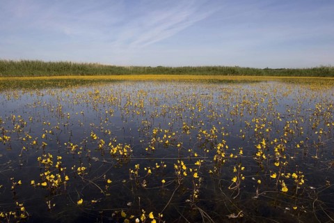 Common Bladderwort