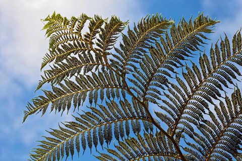 Leaf tree fern