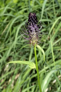 Creeping Devil's Claw