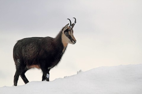 Chamois