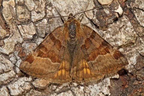 Brown day owl