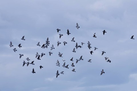 Domestic Pigeons