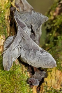 Jew's ear