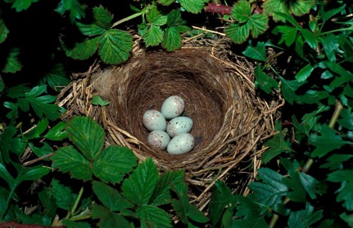 Linnet nest