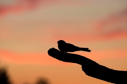 Eurasian european nightjar