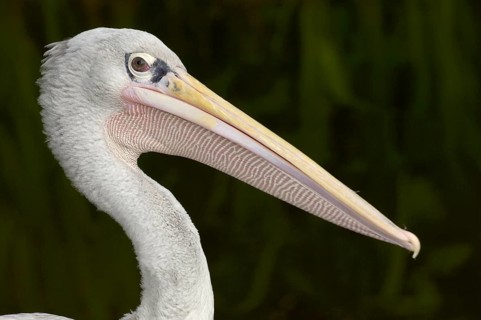Pink-backed Pelican
