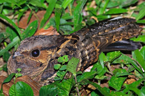 Rusty Nightjar