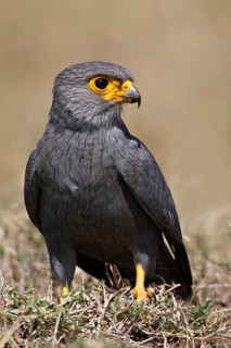 Grey Kestrel