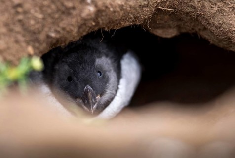Puffin