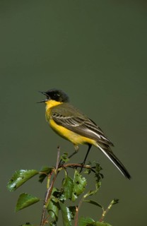 Yellow Wagtail