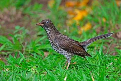 Pearly-eyed Thrasher