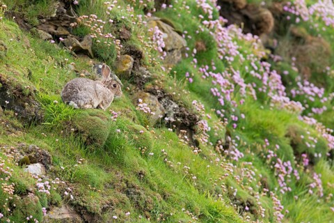 European Rabbit