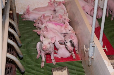 Pig farming