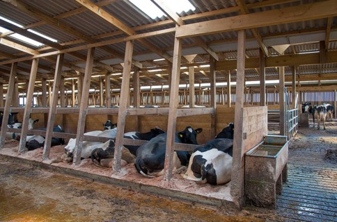 Domestic Cattle