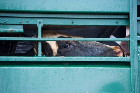 Livestock market