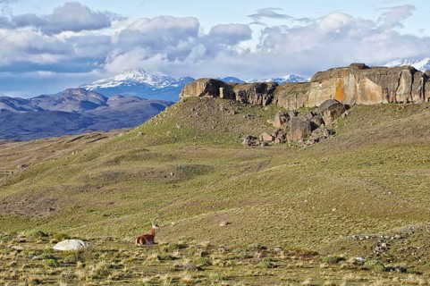 Guanaco