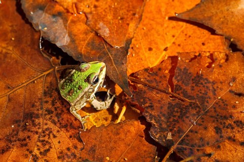 Marsh Frog
