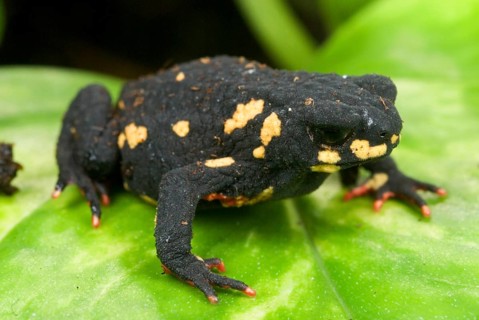 Black Toad