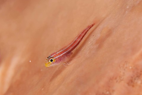 Striped triplefin