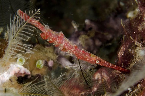 Ocellated Tozeuma Shrimp