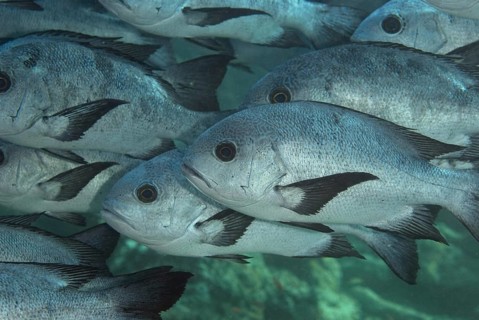 Black and white snapper