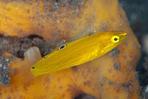 Canary Wrasse