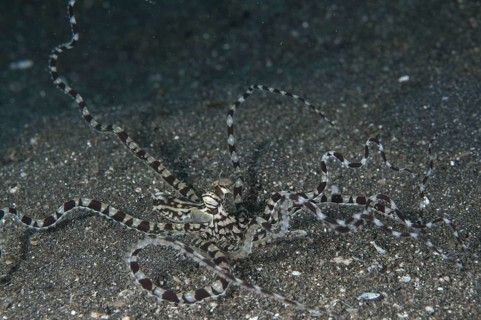 Mimic Octopus