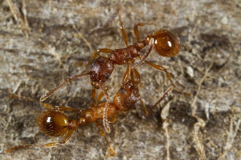 Red garden ant