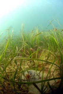 Common eelgrass