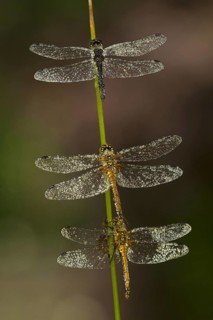 Black Darter