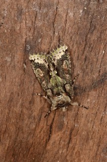 Green-brindled crescent