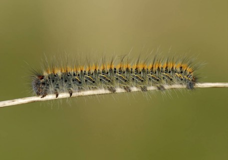 Grass Eggar