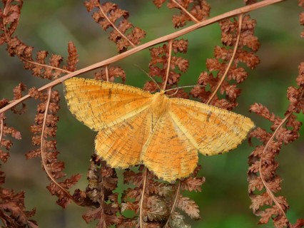 Angerona