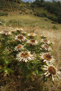 Carline carline thistle
