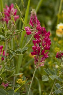 Italian Sainfoin